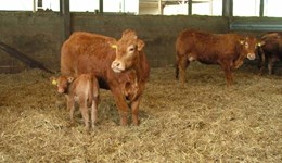 Calf post-mortem: Pneumonia lung damage